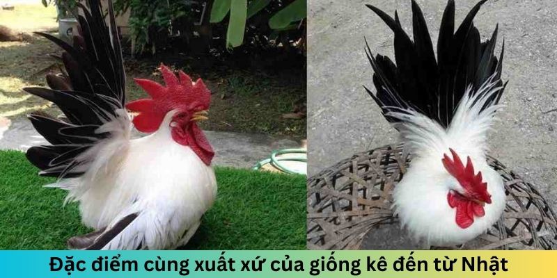 Gà Tre Nhật Bản - Chiến Kê Nhỏ Gọn Nhưng Đầy Uy Lực 1 Trang Chủ Jun88.com #1 Việt Nam Đặc điểm cùng xuất xứ của giống kê đến từ Nhật